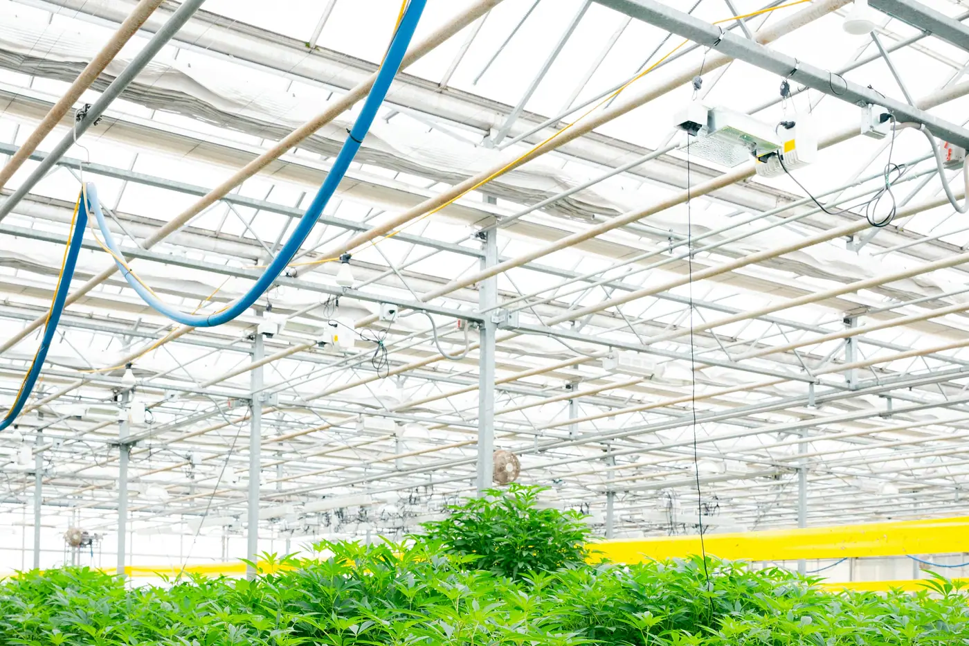 Cannabis plants growing in rows inside a commercial greenhouse